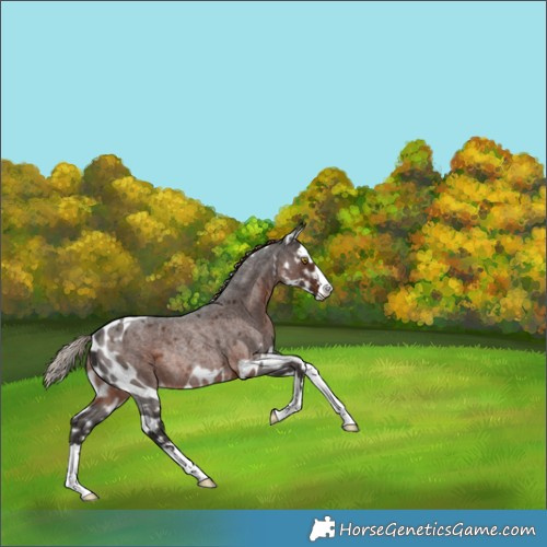 Horse Color:Liver Red Roan Skewed LP Spotted Rabicano 