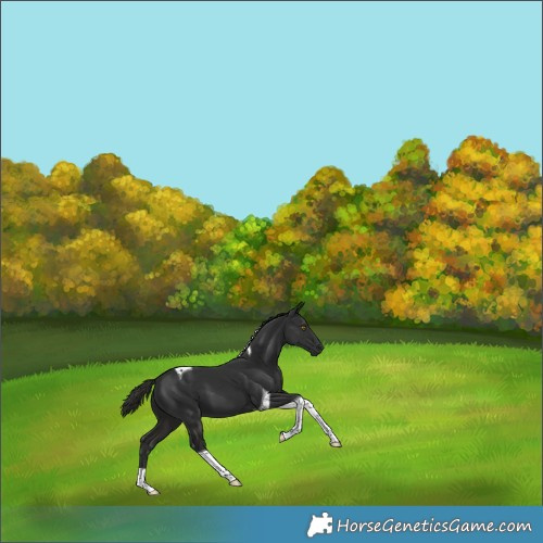 Horse Color:Liver Chestnut Tobiano