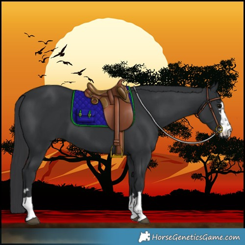 Horse Color:Unknown 
