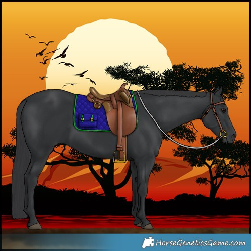Horse Color:Unknown 