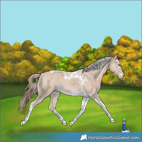 Horse Color:Smoky Creme Tobiano Skewed LP Spotted 