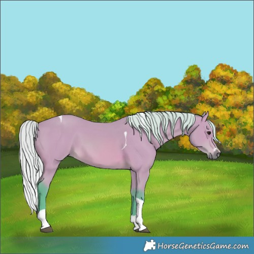 Horse Color:Unknown 
