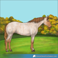 Horse Color:Red Roan 