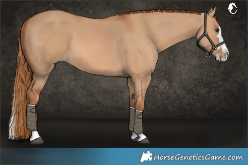 Horse Color:Red Dun Splash 