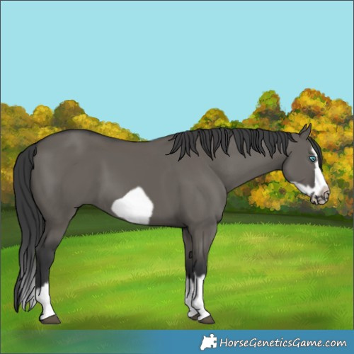 Horse Color:Grullo Splash Frame 