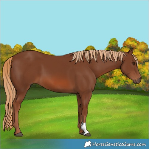 Horse Color:Chestnut 