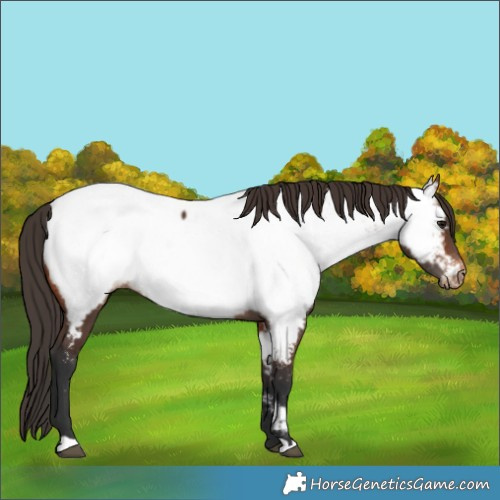 Horse Color:Bay Near Fewspot 