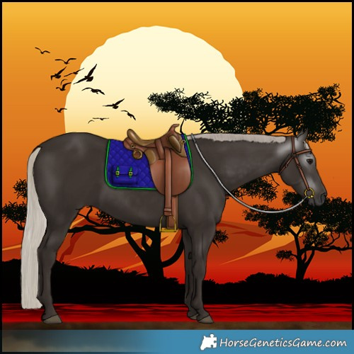 Horse Color:Gray Silver Black