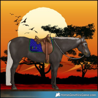 Horse Color:Gray Silver Black 