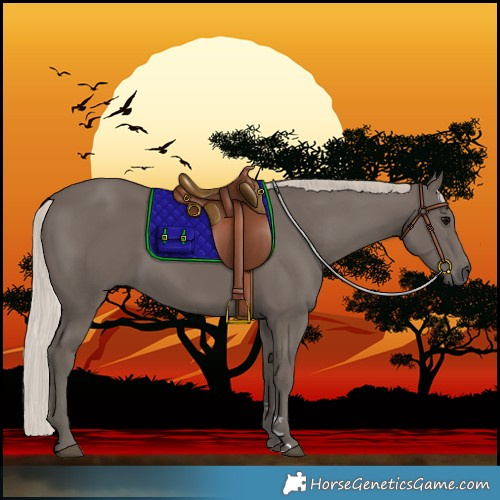 Horse Color:Silver Black