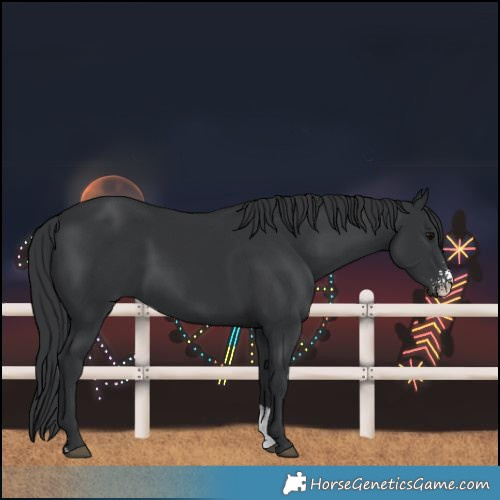 Horse Color:Black Sabino 