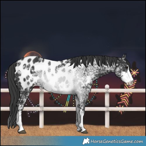 Horse Color:Black Ice Sabino Near Leopard