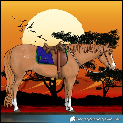 Horse Color:Chestnut Rabicano 