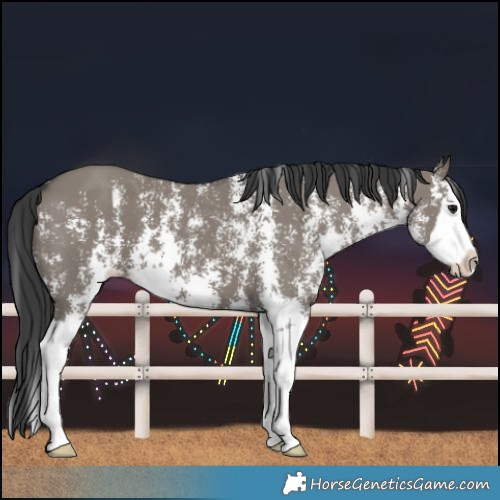 Horse Color:Grullo Sabino Splash