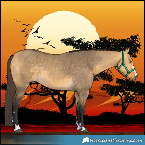 Horse Color:Buckskin Dun 