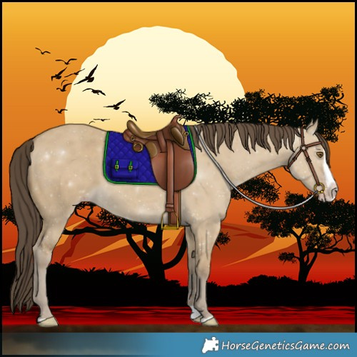 Horse Color:Classic Cream Champagne Dun Splash 