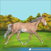 Horse Color:Silver Amber Champagne Frame 