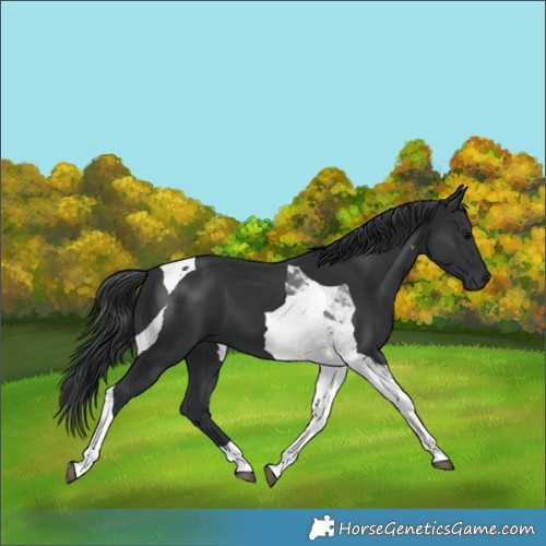 Horse Color:Black Tobiano 
