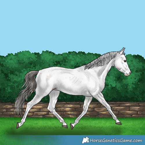 Horse Color:Bay Sabino 