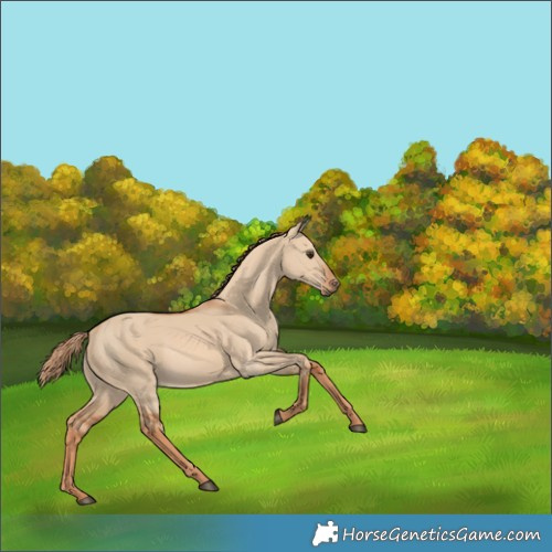 Horse Color:Red Dun 