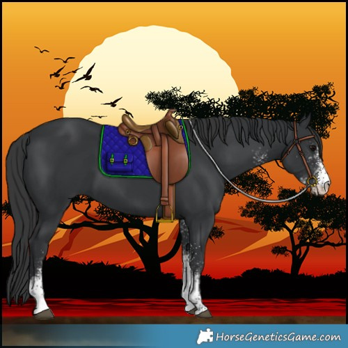 Horse Color:White Spotted Black 