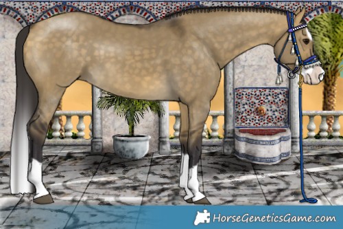 Horse Color:Buckskin Dun Splash 