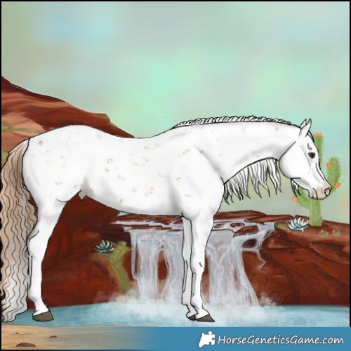 Horse Color:Chestnut Sabino 