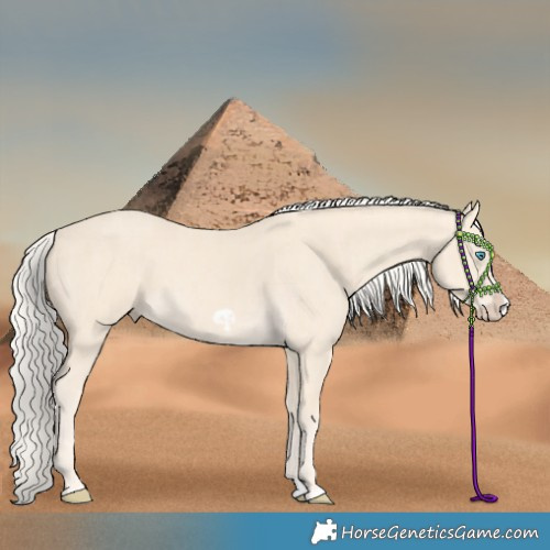 Horse Color:Cremello Splash  and Cremello Splash Frame 