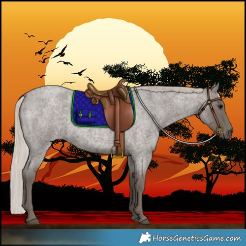 Horse Color:Silver Blue Roan