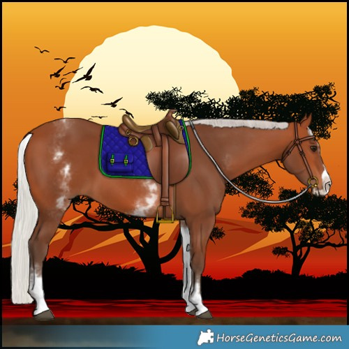 Horse Color:White Spotted Silver Bay Splash 