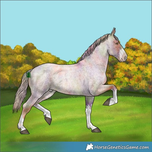 Horse Color:Nacre White Spotted Chocolate Palomino Roan