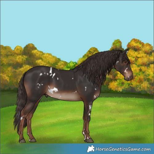 Horse Color:White Spotted Liver Chestnut