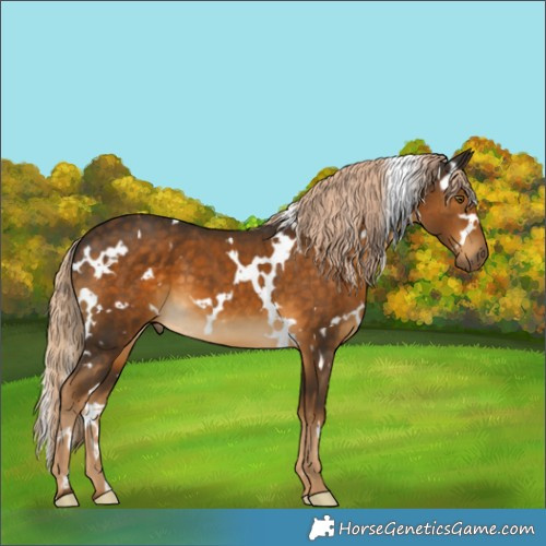 Horse Color:White Spotted Chocolate Palomino