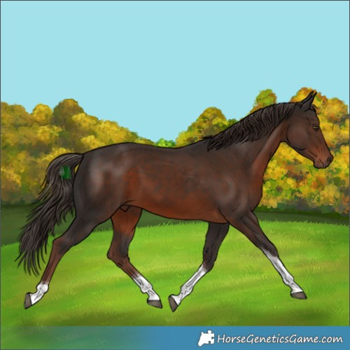 Horse Color:White Spotted Liver Chestnut Tobiano