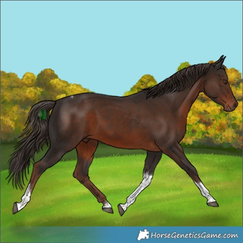 Horse Color:White Spotted Liver Chestnut Tobiano 