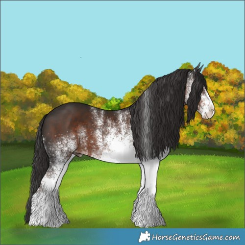Horse Color:White Spotted Liver Chestnut 
