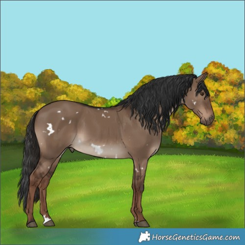 Horse Color:White Spotted Liver Red Dun Rabicano