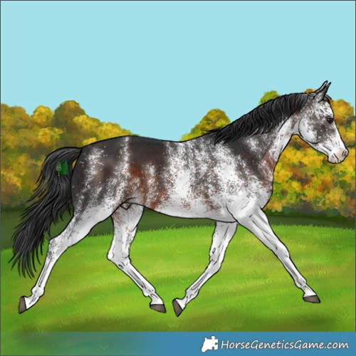 Horse Color:White Spotted Brown