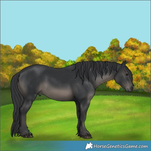 Horse Color:White Spotted Black