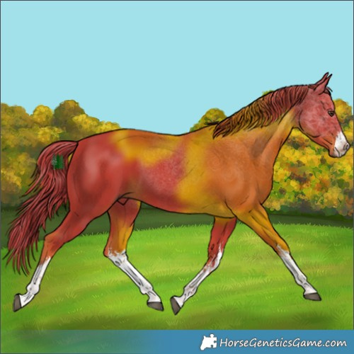 Horse Color:Watercolor White Spotted Liver Chestnut 