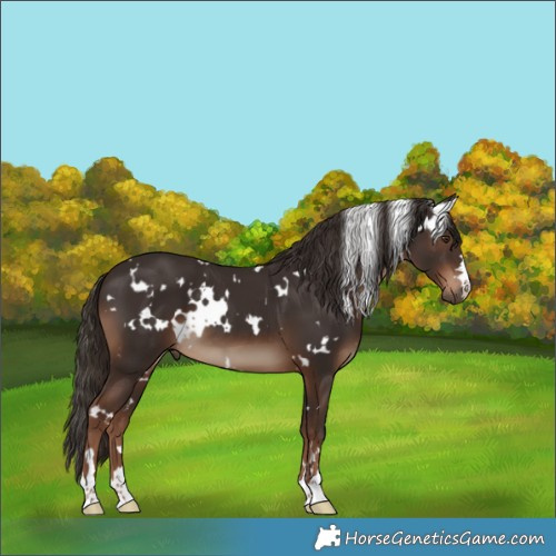 Horse Color:White Spotted Liver Chestnut