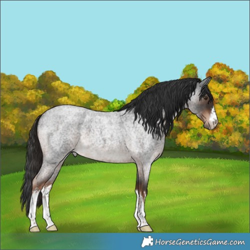 Horse Color:White Spotted Liver Red Roan 