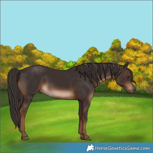 Horse Color:White Spotted Liver Chestnut 