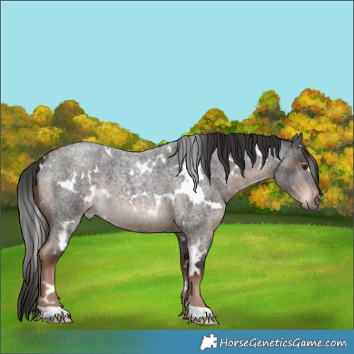 Horse Color:White Spotted Liver Red Roan 