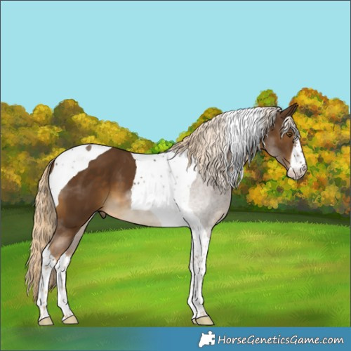 Horse Color:White Spotted Chocolate Palomino Tobiano 