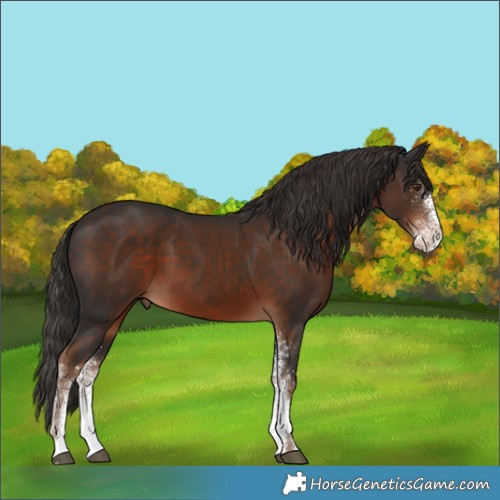 Horse Color:White Spotted Liver Chestnut