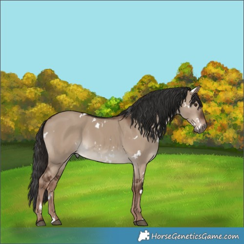 Horse Color:White Spotted Liver Red Dun Rabicano 