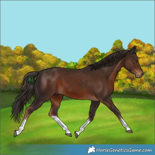 Horse Color:White Spotted Liver Chestnut