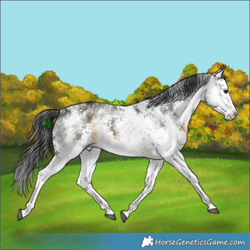 Horse Color:White Spotted Buckskin Sabino 