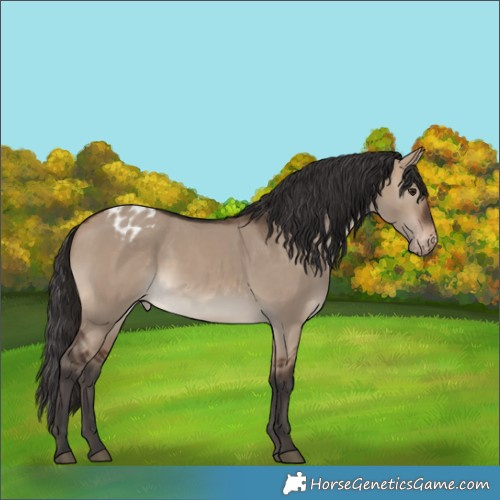 Horse Color:White Spotted Brown Dun Varnish 